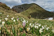 66 Crocus con Cima di Piazzo